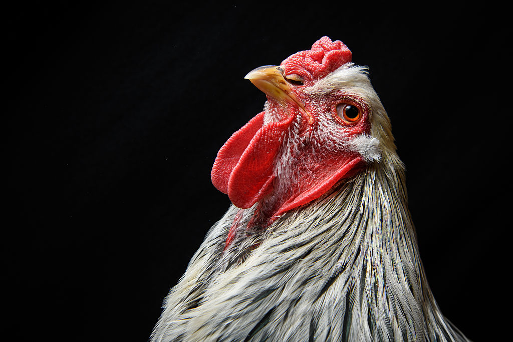 Chicken Gene Evolved at Lightning Speed, Scientists Find