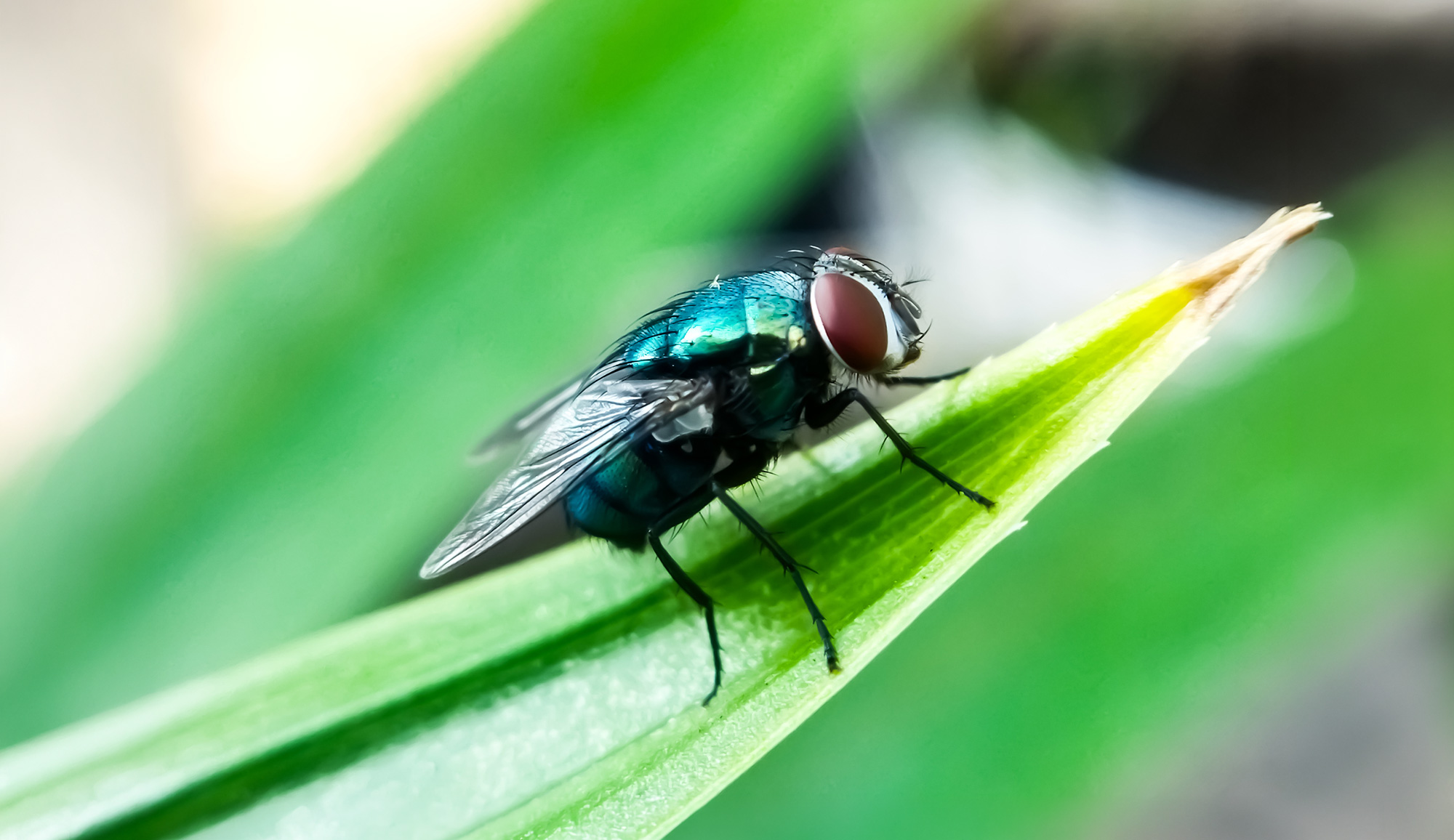Texas A&M Creates Fast Treatment for Deadly Livestock Pest