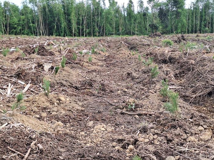 Ireland Shows How to Rebuild Forests After Storm Damage