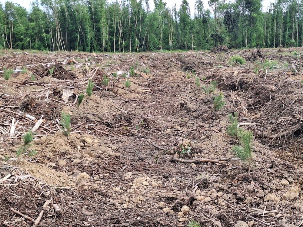 Ireland Shows Storm-Hit Forests How to Rebuild Stronger