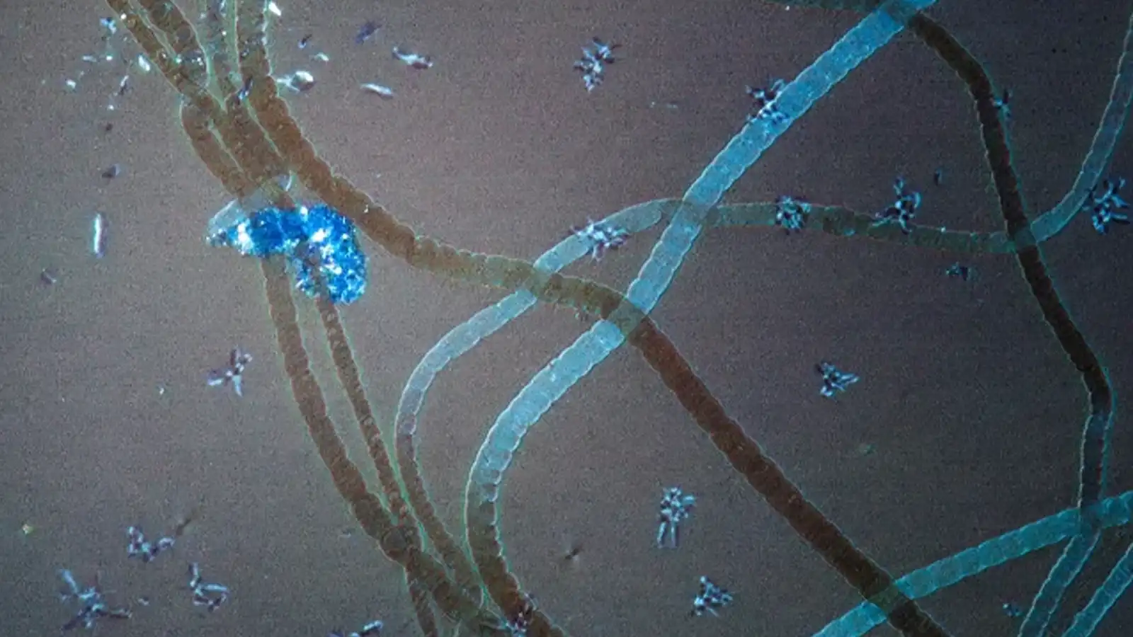 Bacteria Grow Living Electrical Wires 600M Years Before Humans