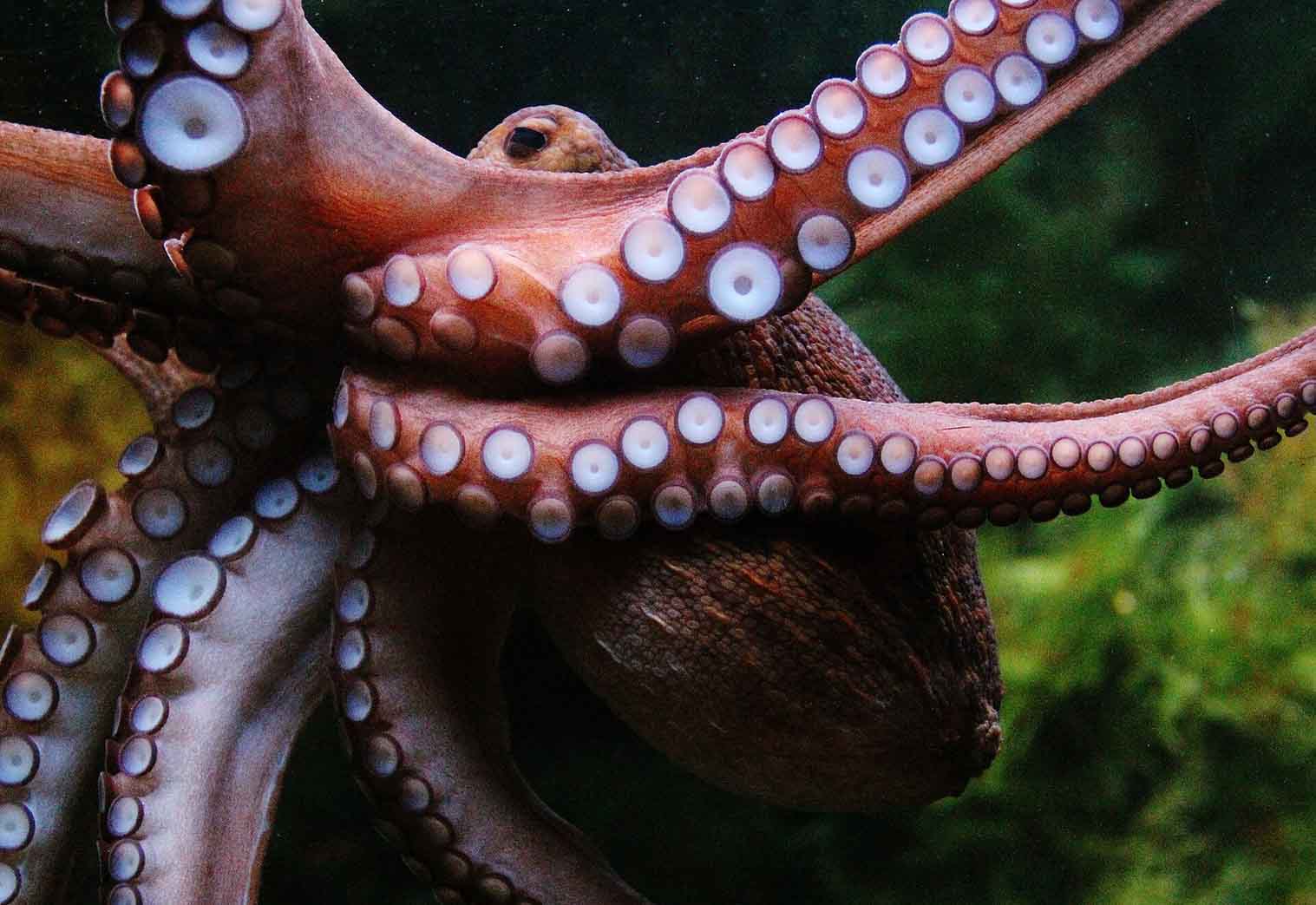 Scientists Unlock Secret Behind Octopus Intelligence