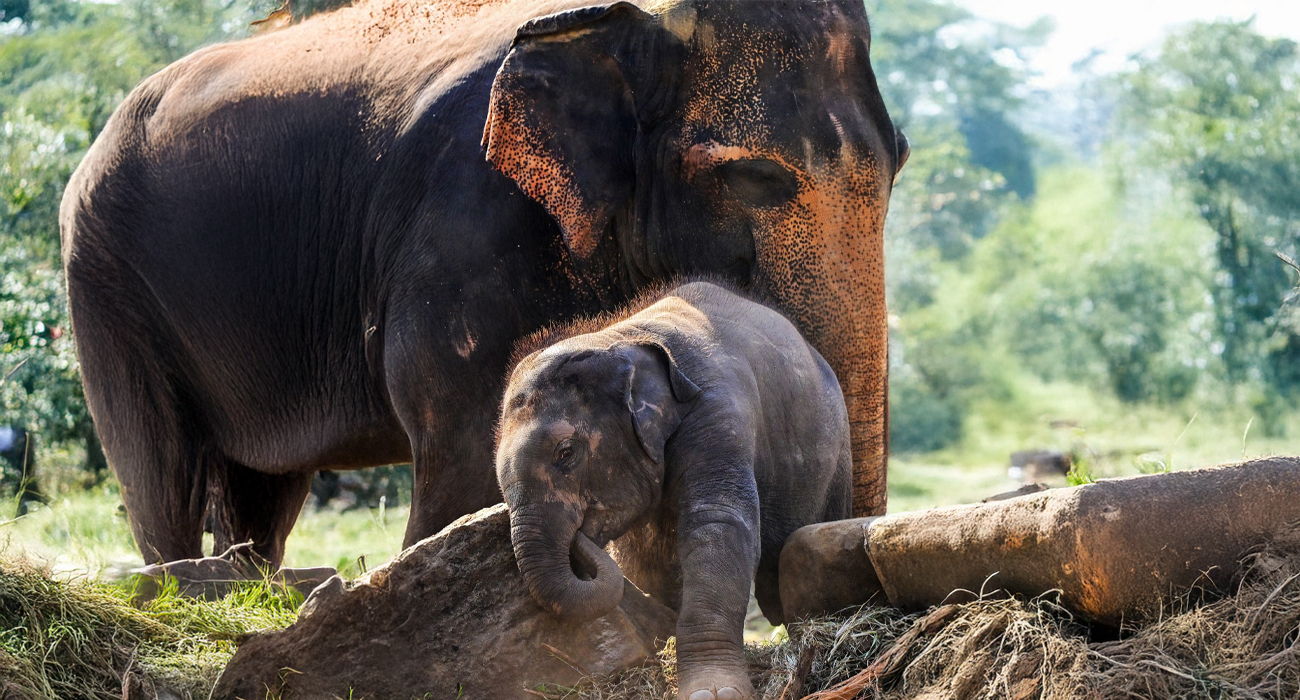 Orphaned Elephant Agbaibor Brings Hope to Nigeria's Forests