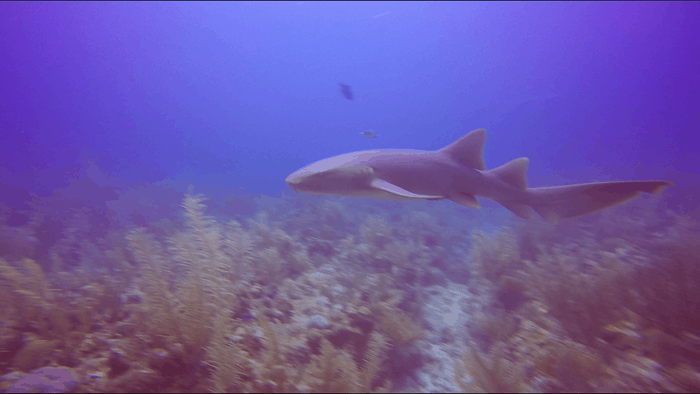 Nurse shark swimming in blue ocean water wearing small camera harness on chest