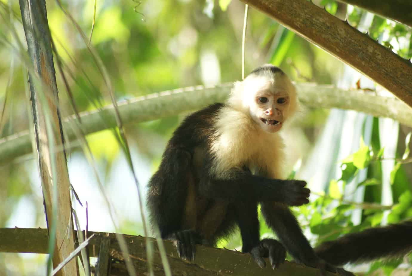 Wild Costa Rican Monkeys Learn to Use AI Touchscreens