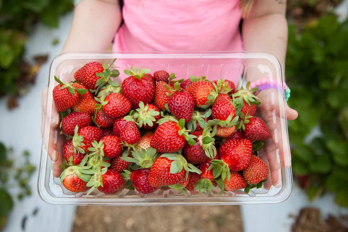 Costa Rica Town Celebrates Strawberries at Free 4-Day Fair