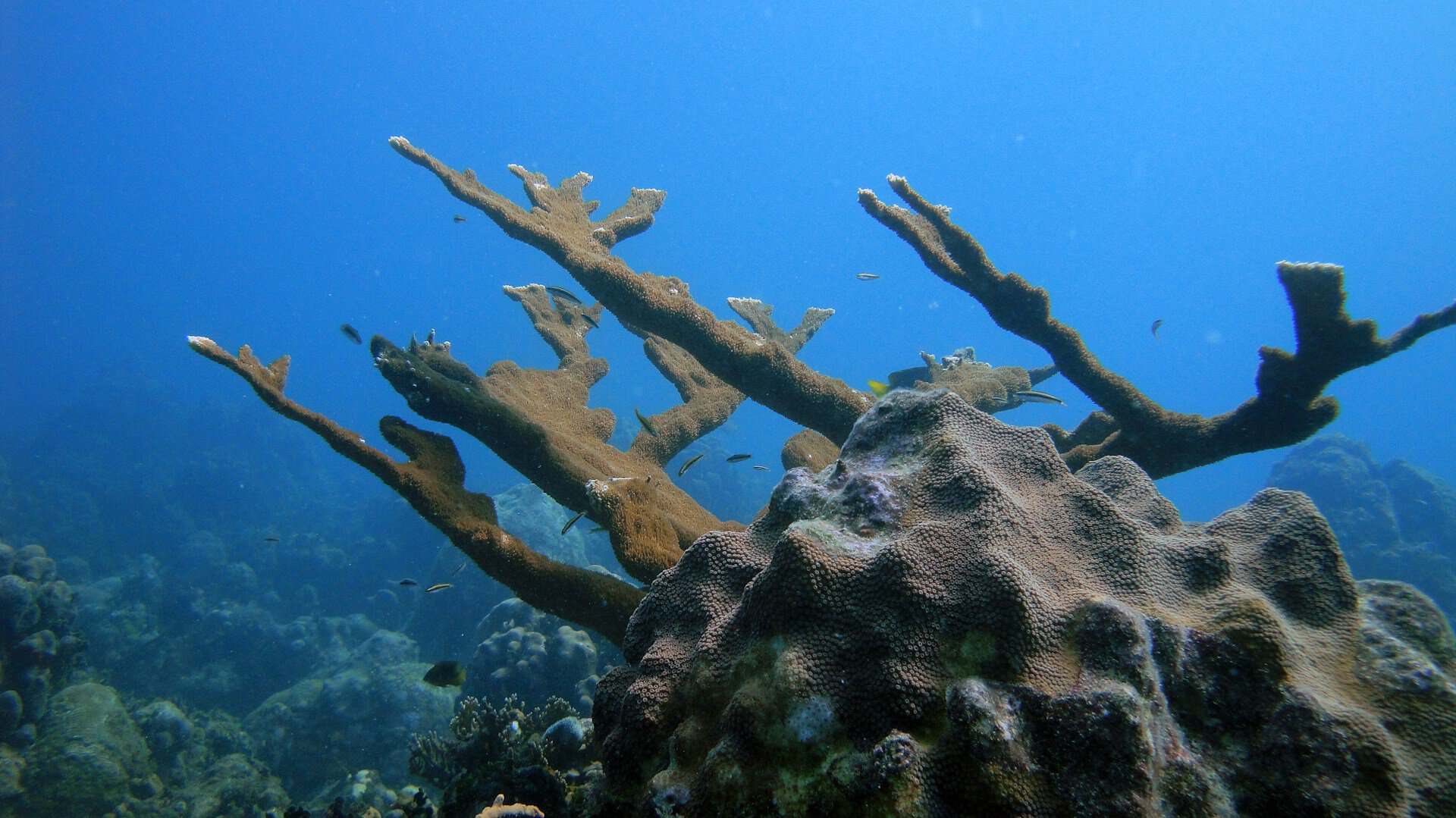** Healthy coral reef with diverse marine life in clear blue Caribbean waters off Costa Rica