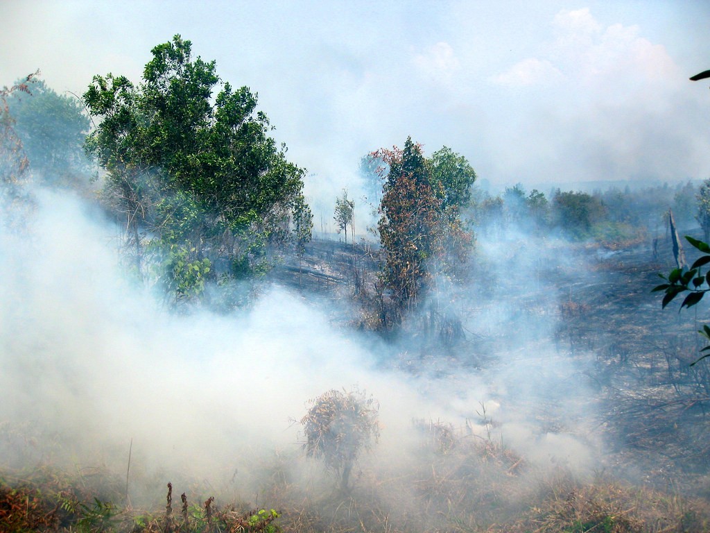 Kazakhstan Plants 9 Million Trees After Devastating Wildfire