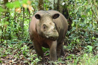 Two Sumatran Rhinos Pregnant at Indonesian Sanctuary