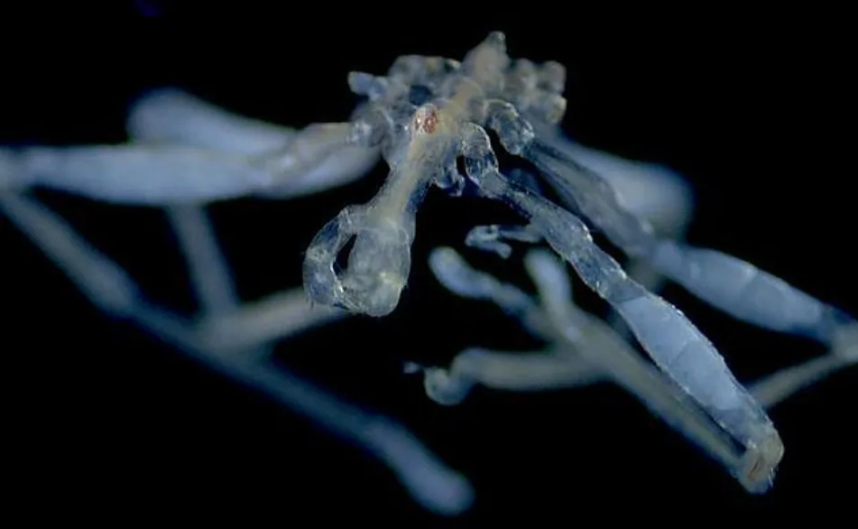 Red-eyed sea spider with long spiny legs crawling on ocean floor