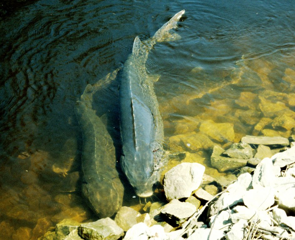 Lake Sturgeon May Live Over 400 Years, Study Finds