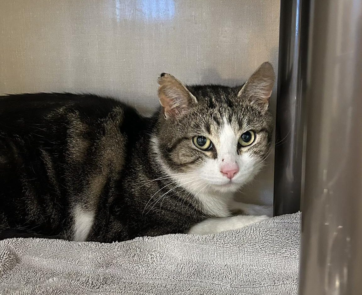 Cat Missing 4 Months Reunited After Social Media Spot
