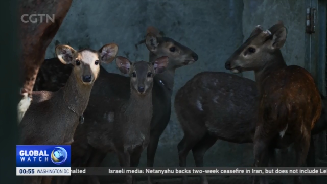 China Brings Extinct Hog Deer Back From the Brink