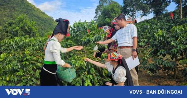 Vietnam Coffee Region Lifts Thousands from Poverty