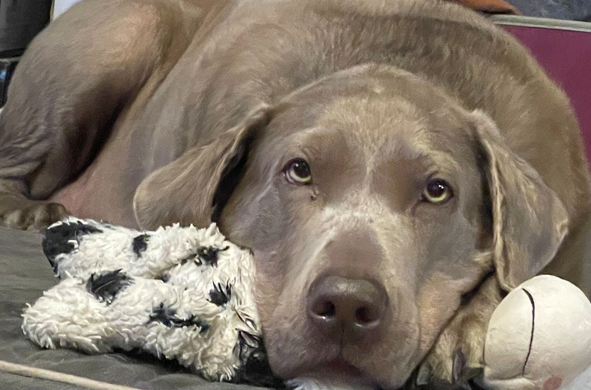 Dog's Cancer Trial Could Lead to Kids' Immunotherapy