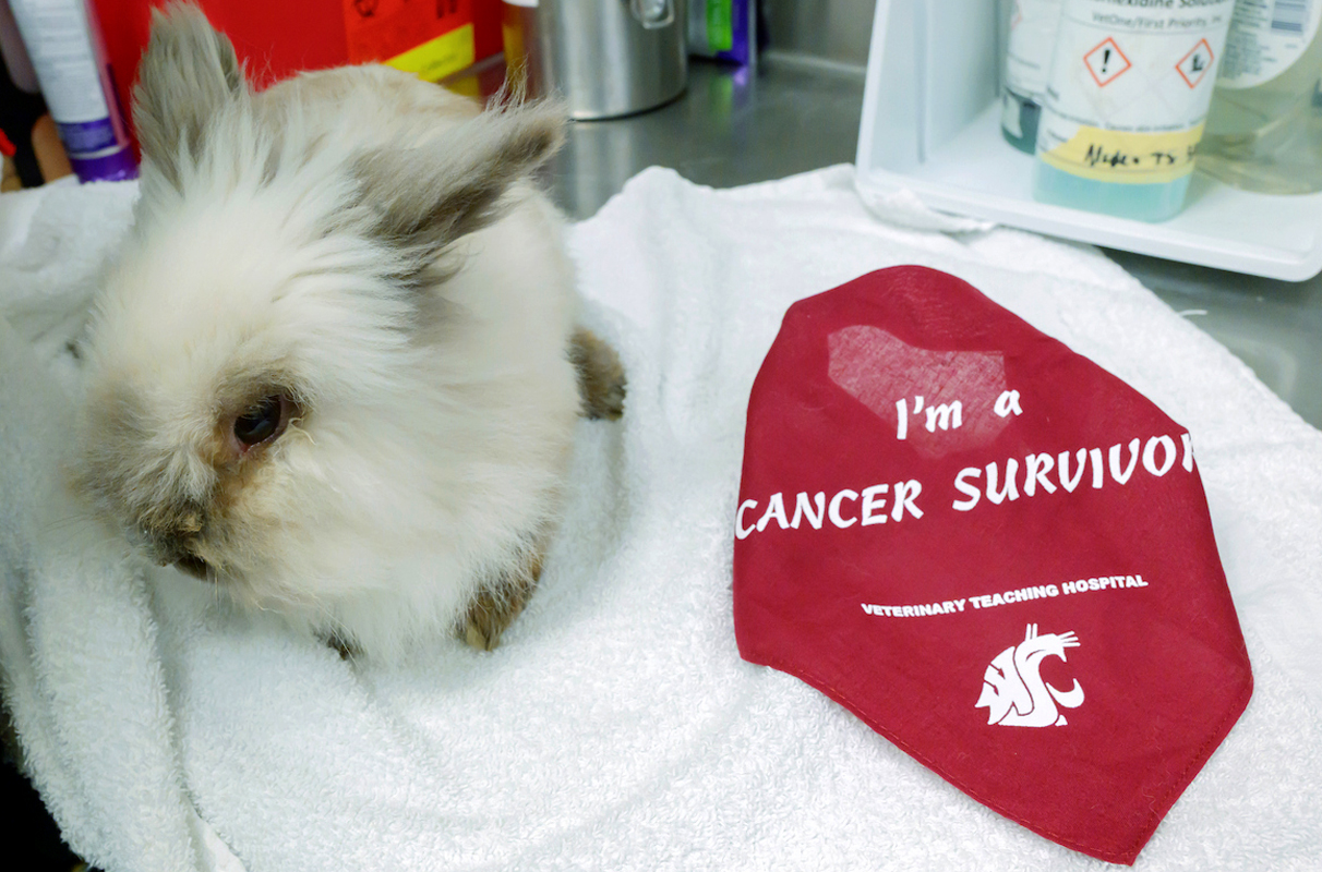 10-Year-Old Rabbit Beats Cancer at WSU, Home for Easter