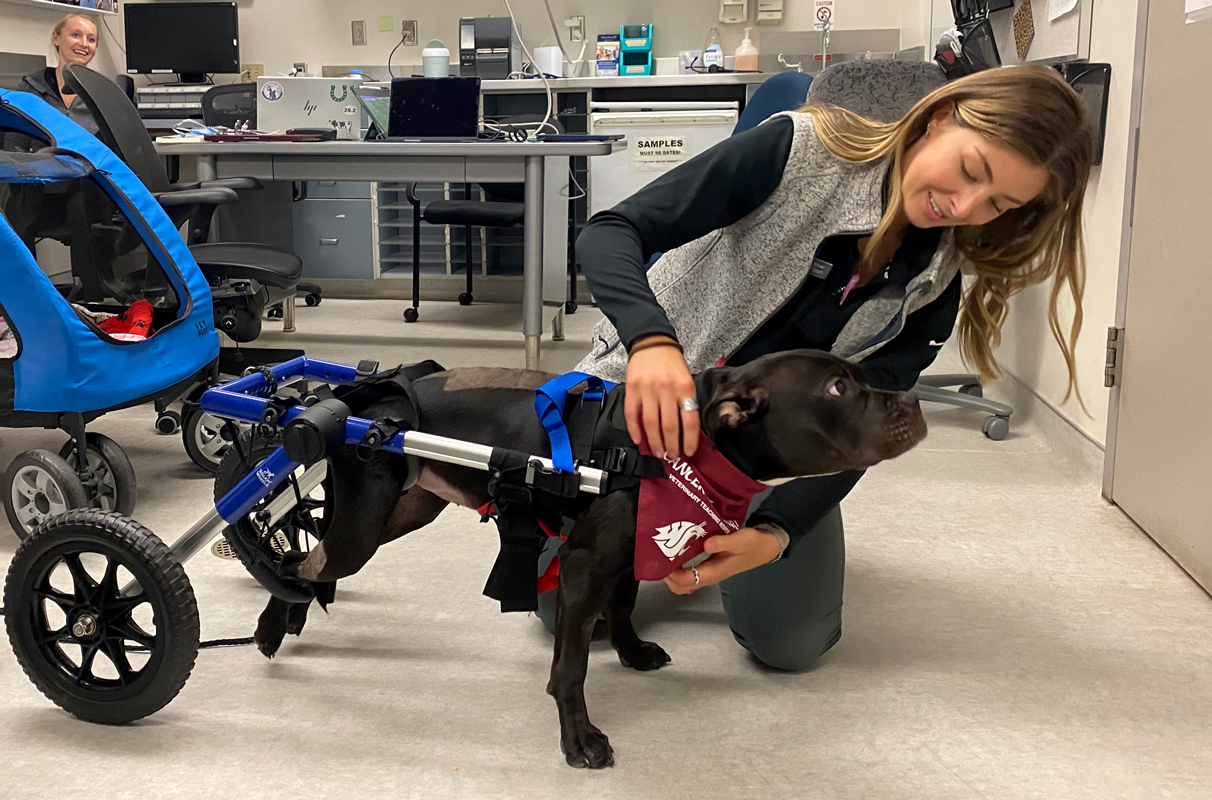 Puppy Beats Rare Spinal Cancer, Thrives in Wheelchair