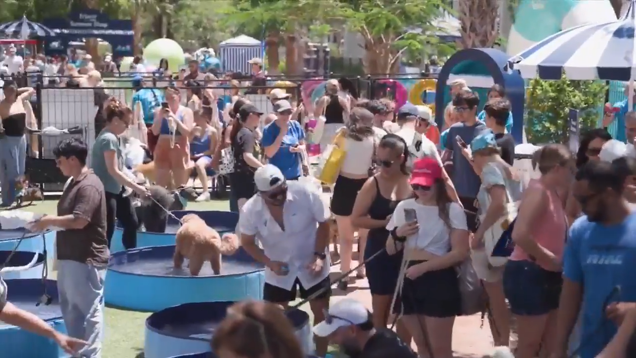 Miami Pool Party Breaks Record With 277 Swimming Dogs