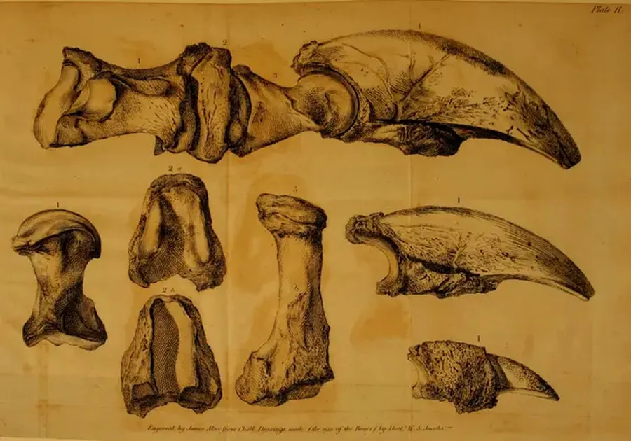 Jefferson's Giant Sloth Discovery Came From West Virginia - Image 2