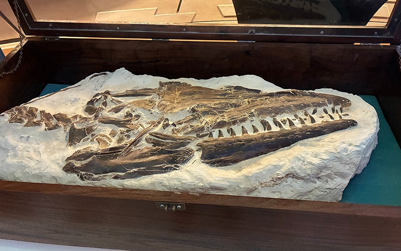 12-Year-Old Finds 85-Million-Year-Old Tylosaurus in Kansas