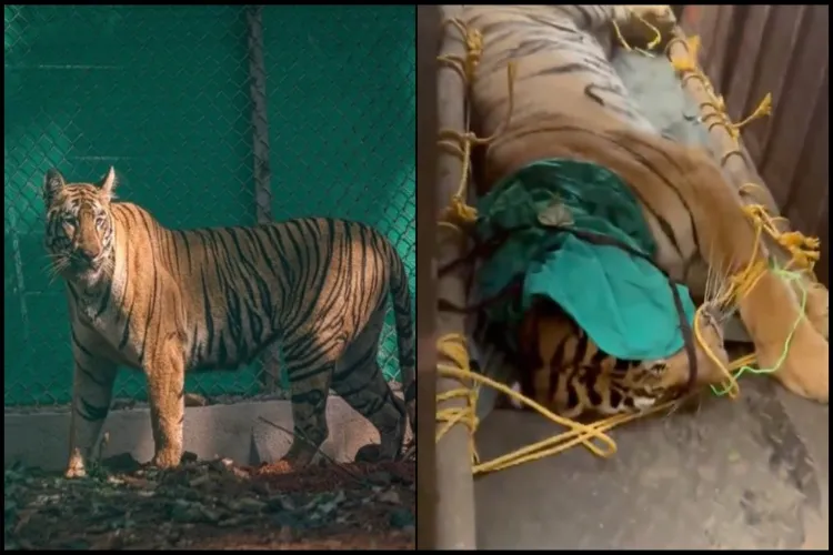 Tigress Zeenat Births 4 Cubs After Epic 300km Journey