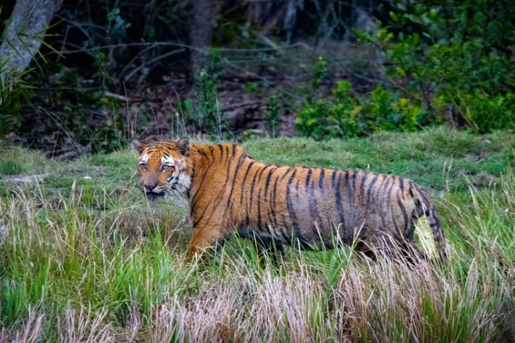 India Now Home to 70% of World's Wild Tigers
