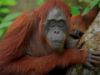 254 Zoos Unite to Save Endangered Species Worldwide