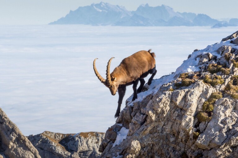 113 Nations Now Have Plans to Save Nature by 2030 - Image 4