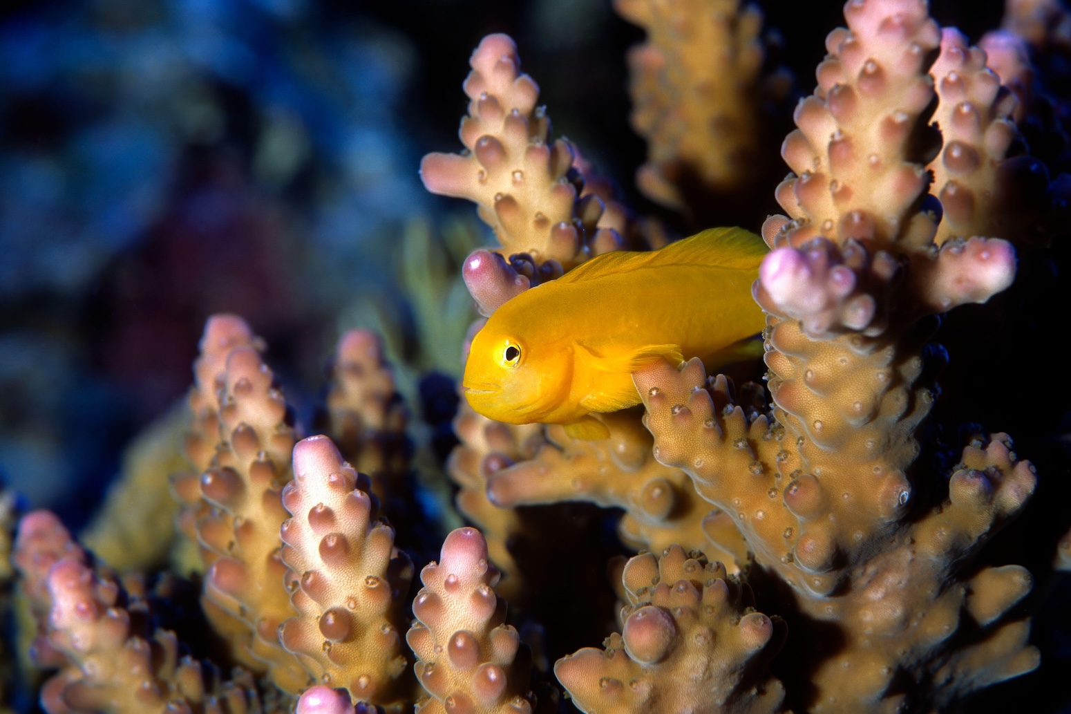 113 Nations Now Have Plans to Save Nature by 2030