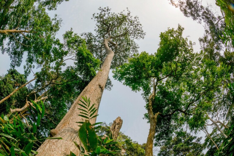 113 Nations Now Have Plans to Save Nature by 2030 - Image 3