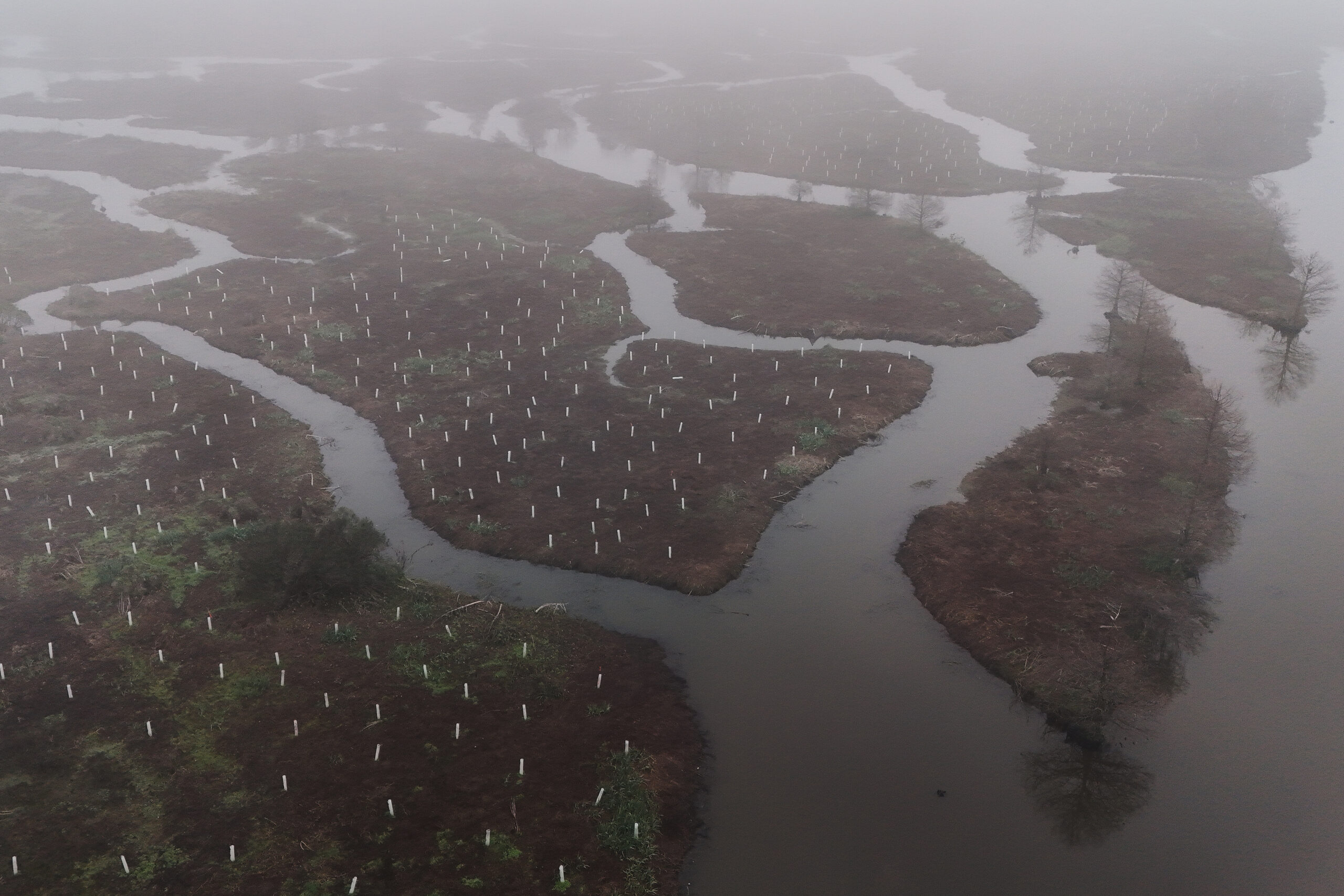New Orleans Plants 30,000 Trees to Guard Against Hurricanes