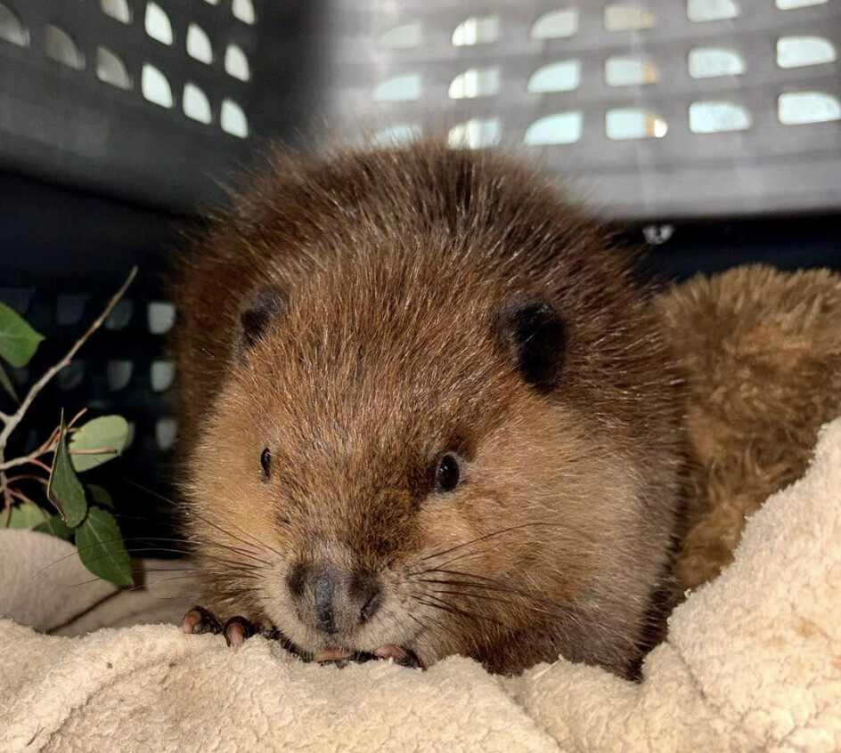 Wildlife Rehab Hits 92% of Wildfire Rebuild Goal