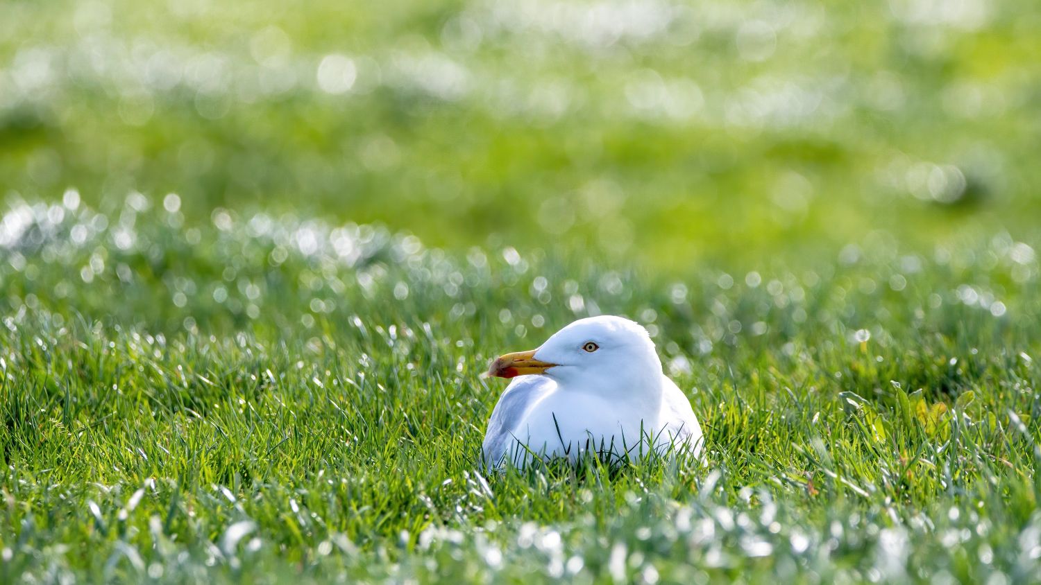 Seagull Halts Soccer Games After Nesting on Dutch Pitch
