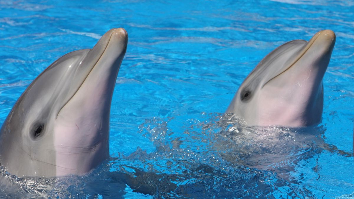 Netherlands Ends Dolphin Breeding for Animal Welfare