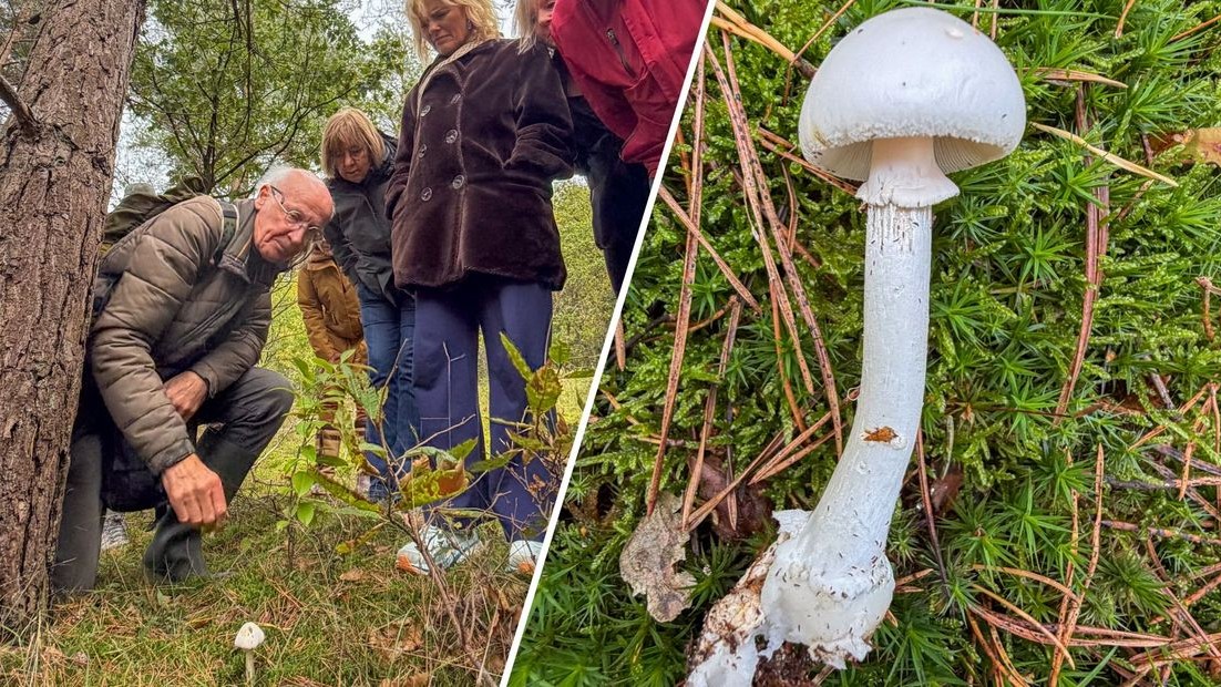 Rare "Angel of Death" Mushroom Found Alive in Netherlands