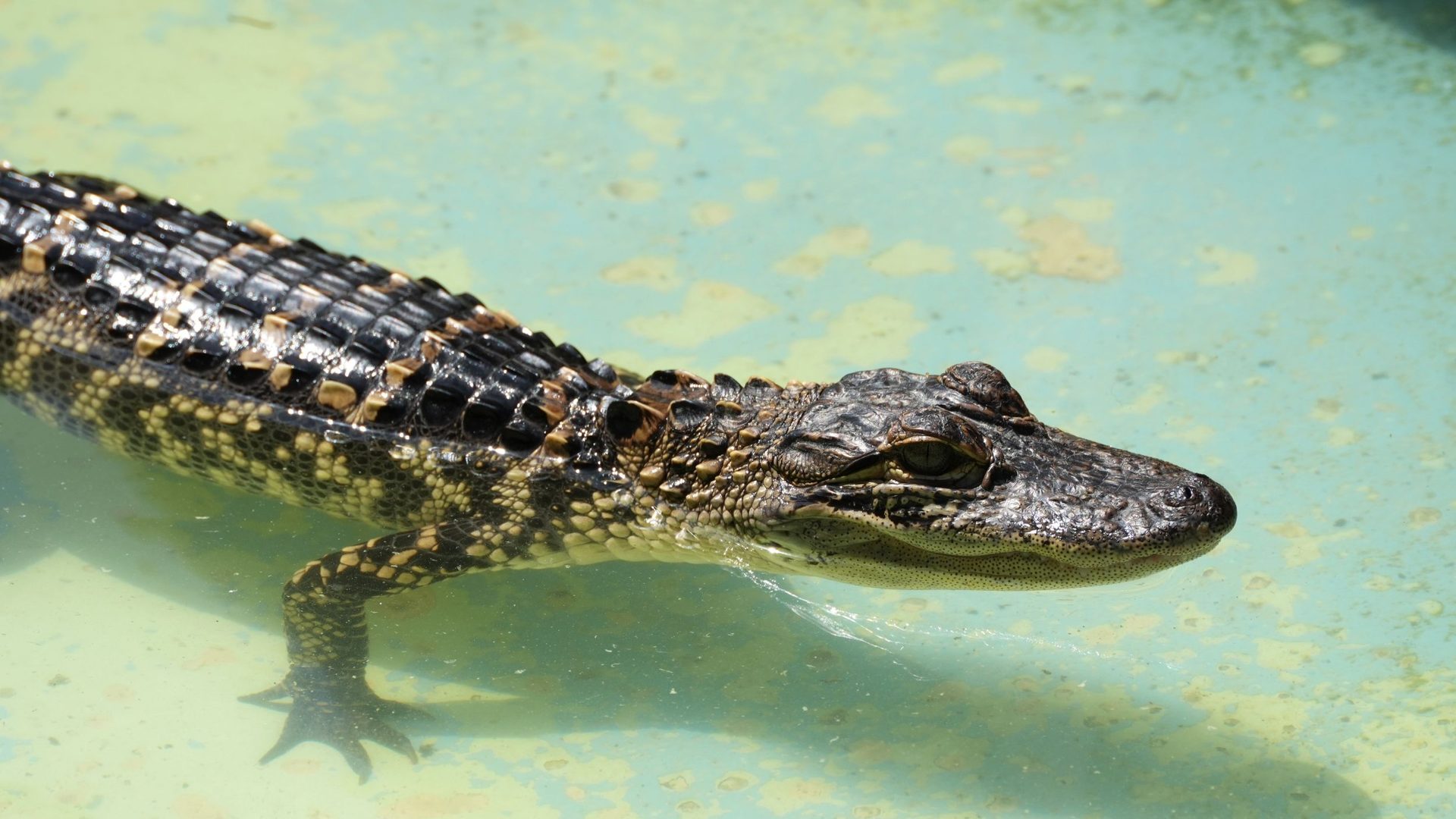 UGA Study Reveals Alligators Are Built to Beat the Heat