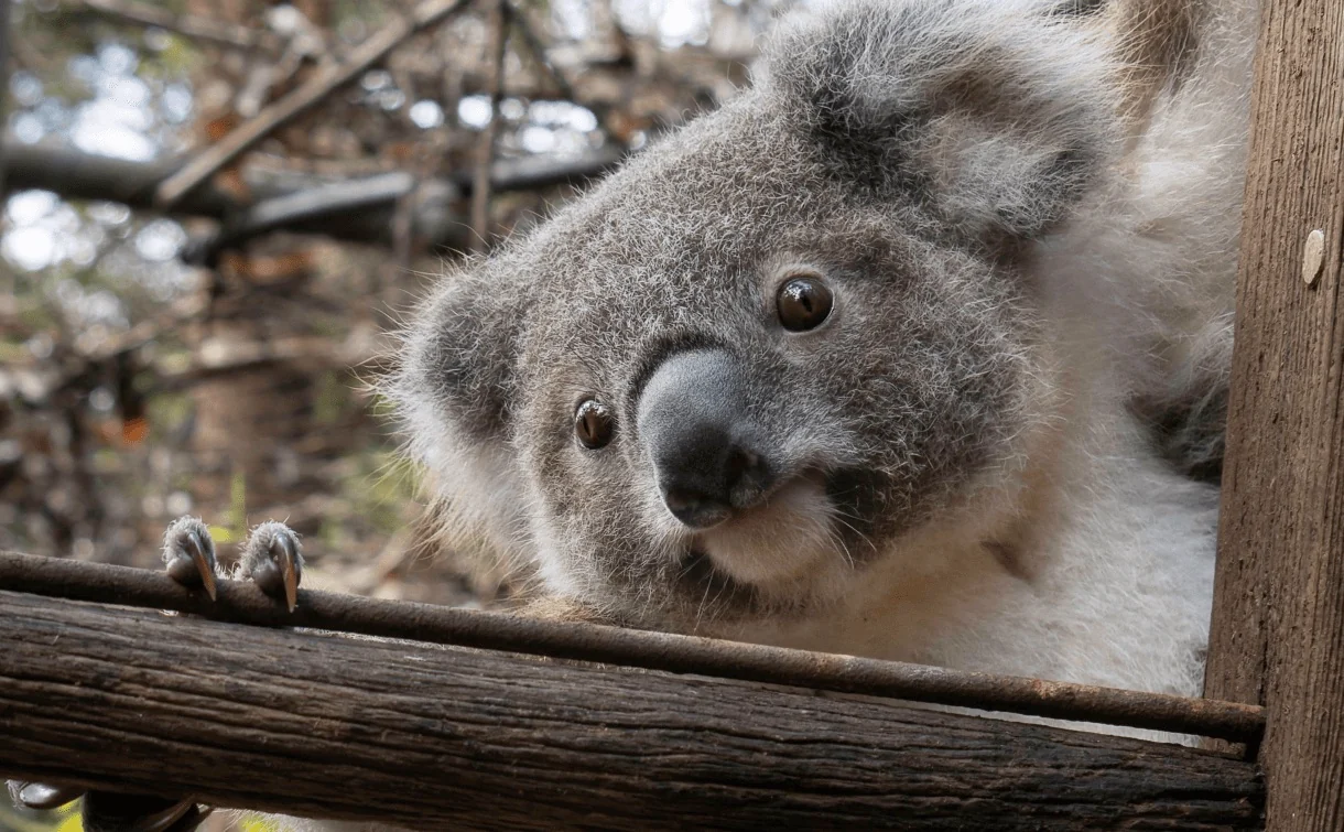 Koala sitting in eucalyptus tree in protected forest habitat in New South Wales Australia