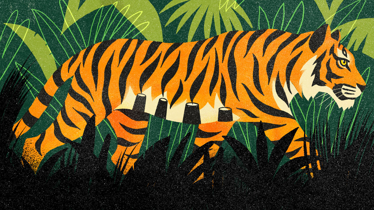 India's Tiger Population Soars in Conservation Comeback