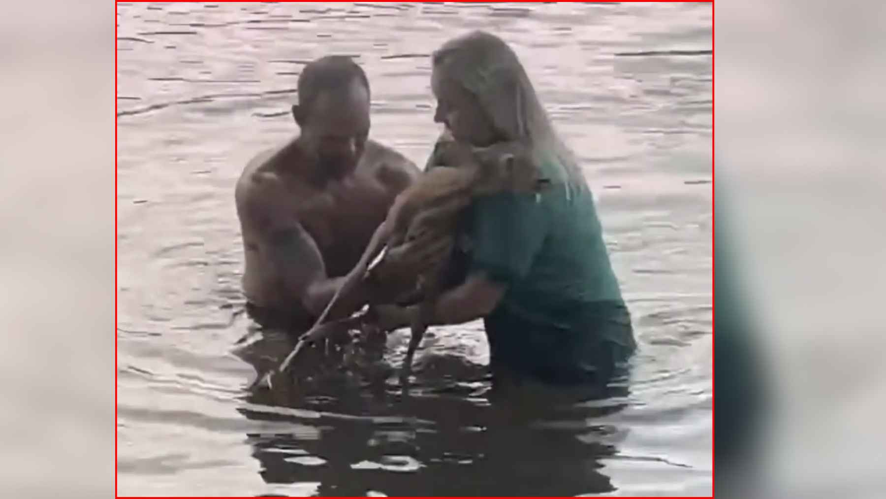 Ohio River Fawn Rescued After Hour-Long Battle With Current