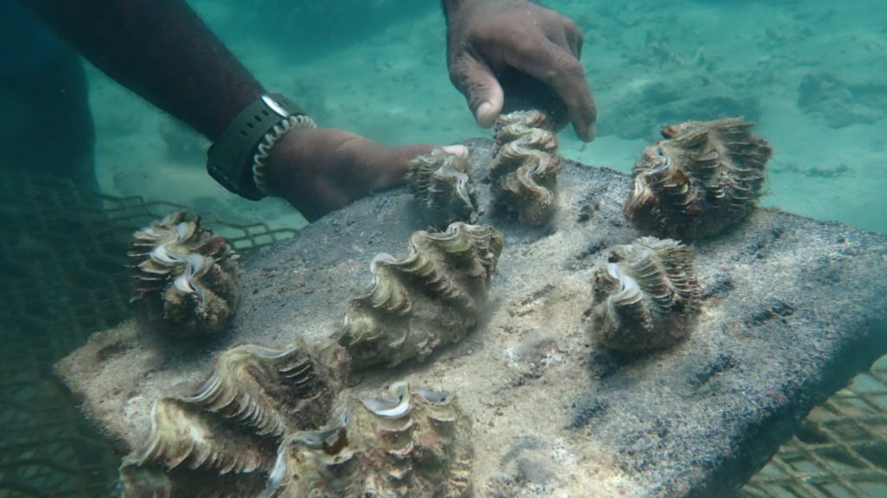 Fiji Giant Clam Project Hits 100% Survival Rate