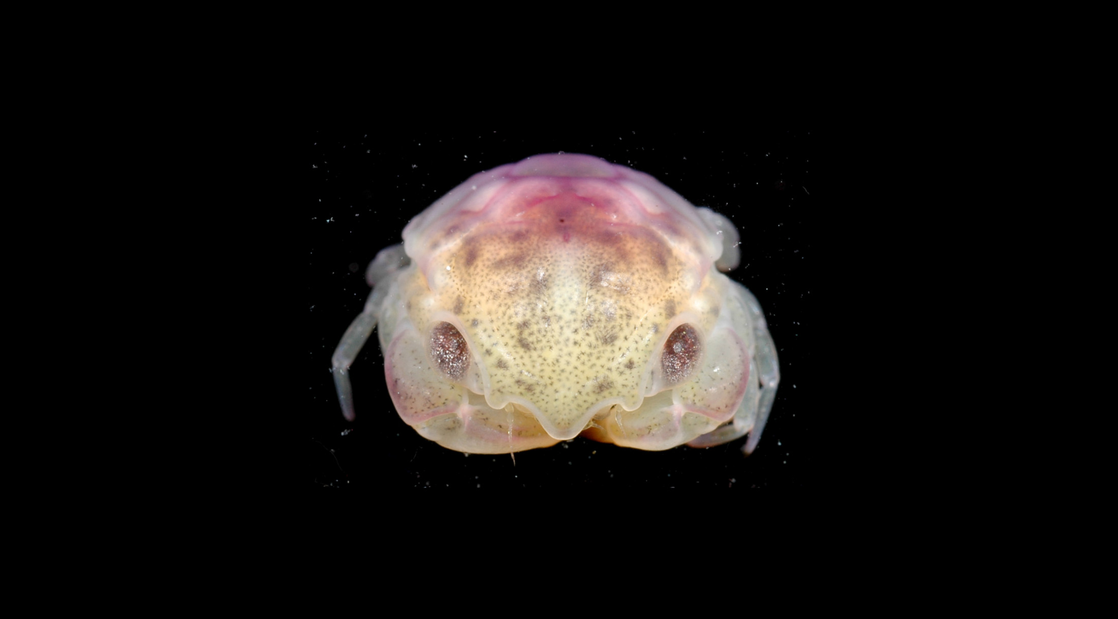 Scientists Find Crabs Riding Sea Snakes in Pacific Ocean