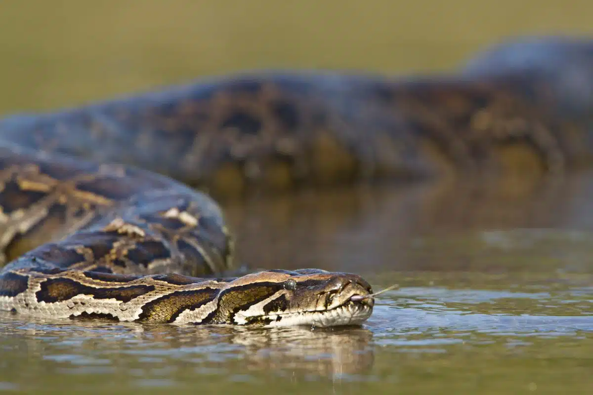 Massive northern green anaconda swimming in murky Amazon river waters surrounded by dense rainforest