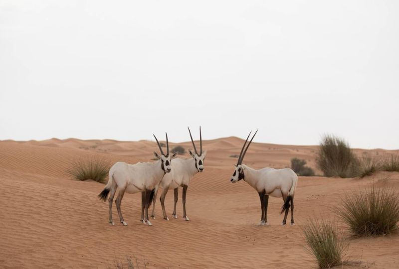 Abu Dhabi's 142-Project Climate Plan Protects Nature Through 2050