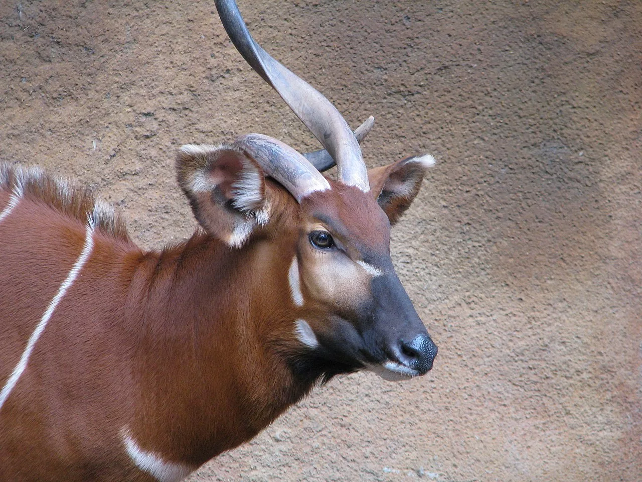 Mountain bongo antelope with distinctive white stripes standing in natural forest habitat in Kenya