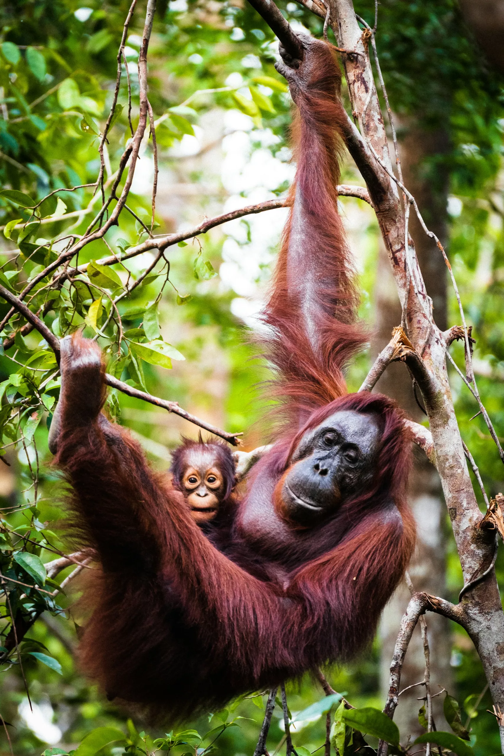 8 Orangutans Rescued from Borneo Fires, Elephants Recover