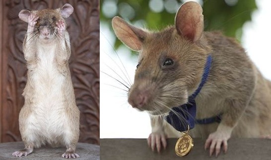 Cambodia Honors Hero Rat Who Cleared 100 Landmines