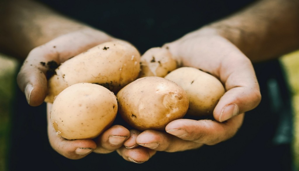Hokkaido's Potato Harvest Hits a 10-Year High - Image 2