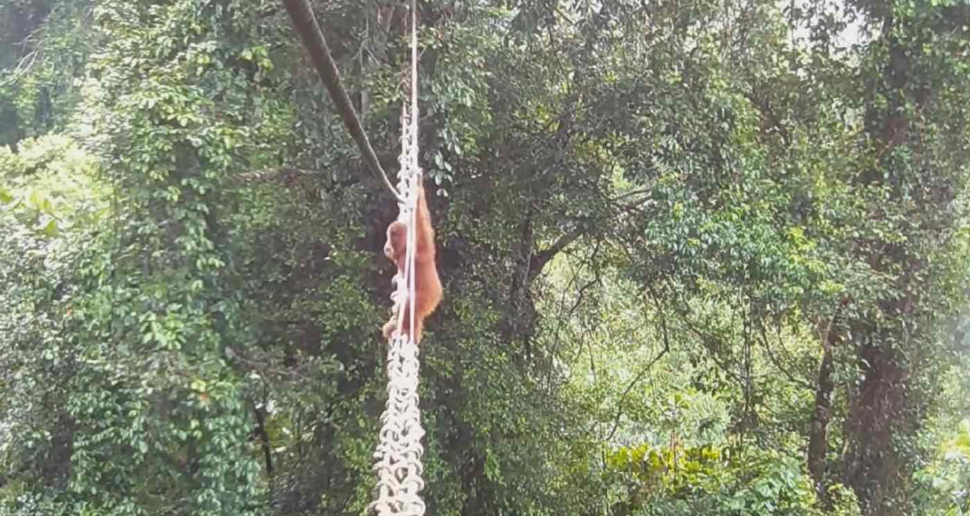 Wild Orangutan Uses Rope Bridge to Cross Road in Sumatra
