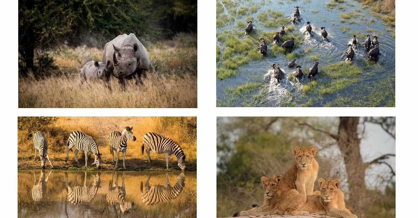 Kruger National Park Celebrates 100 Years Protecting Wildlife