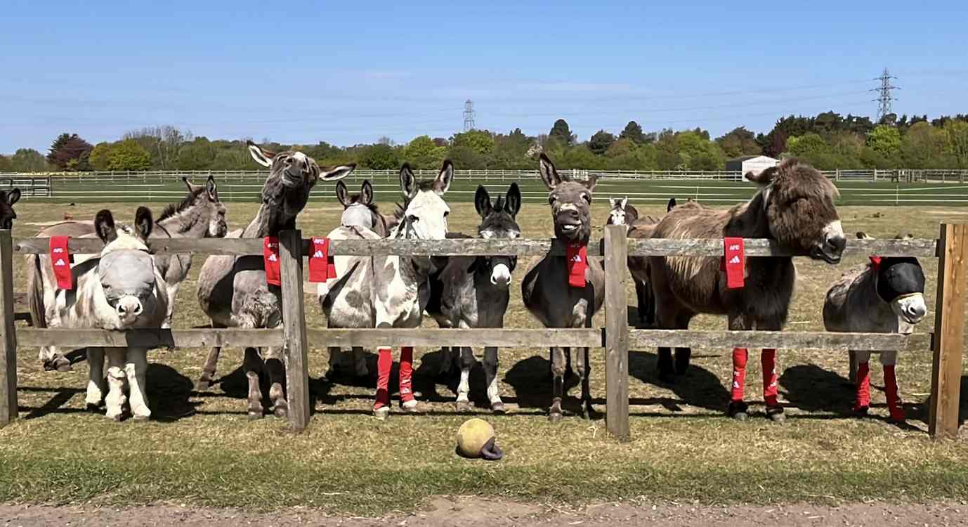 Arsenal FC Donates Old Socks to Rescue Horses